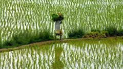 సుంకాల యుద్దం తీవ్రత వ్యవసాయంపై ఉండబోతుందా?