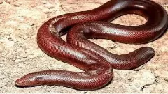 పూడు పాము: మూఢ విశ్వాసాలకు బలవుతున్న ‘రైతు నేస్తం