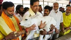 భక్తి ముసుగులో గోవు రాజకీయాలు ఎవరికి లాభం?