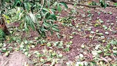 ఈ ఏడాది మామిడి సీజన్: ధర ఎక్కువ తీపి తక్కువ