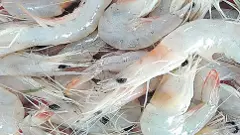 ఏపీ రొయ్యల రైతుల కష్టాలు తీరినట్లేనా?