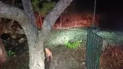 అమ్రాబాద్  ఇంటికి చేరిన  హైదరాబాద్ చిరుత