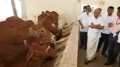 టీటీడీ గోవులపై ప్రేమా? రాజకీయ డ్రామా?