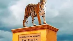 దేశంలో తొలిసారిగా ‘పులి’కి  రాజమాతగా గౌరవం