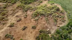 కంచ గచ్చిబౌలిలో జీవవైవిధ్యం కాపాడండి : మాజీ సివిల్ సర్వెంట్ల విన్నపం