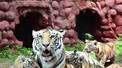 హైదరాబాద్ జూ’లో జాలు వారుతున్న జంతు ప్రేమ...