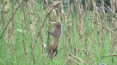 తెలంగాణలొ ‘కోతి చేష్ట’లతో రైతుల గగ్గోలు