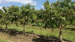 మసకబారుతున్న తెలంగాణ మామిడి వైభవం