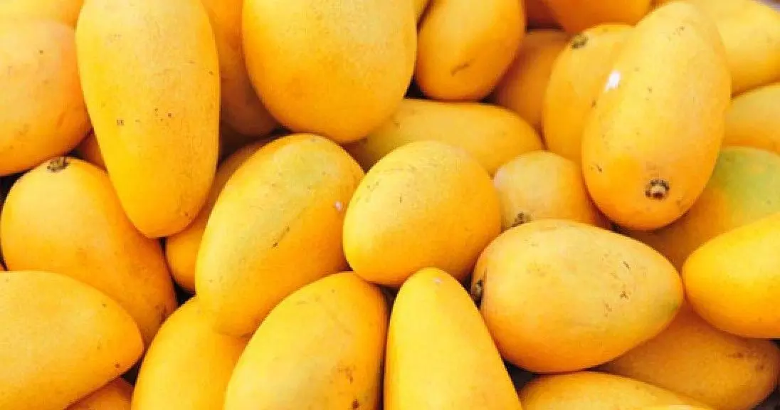 మార్కెట్లోకి దొంగ మామిడి పళ్లు’ వస్తున్నాయ్, జాగ్రత్త మార్కెట్లోకి దొంగ మామిడి పళ్లు’ వస్తున్నాయ్, జాగ్రత్త