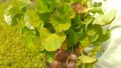 తిప్పలన్నీతీర్చే తిప్పతీగ సేద్యం