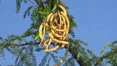 ఆదుకుంటుందని ఆహ్వానిస్తే కాటేస్తున్న’ఫారిన్’ చెట్టు...