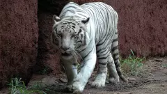 హైదరాబాద్ జూ కు కొత్త అతిథులు వస్తున్నారు...