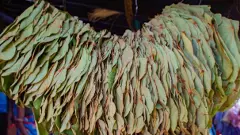 ఇస్తార్ల కట్టలు - నూకల పరం