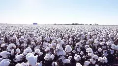 పత్తి ఎగుమతులపై పన్నులు రద్దు చేసి ప్రజా ప్రయోజనం అంటారా?