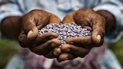 నకిలి విత్తనాల దెబ్బకు పత్తిపంట నాశనం