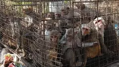 అందాల భామల కోసం రామప్పలో కోతుల తరలింపు