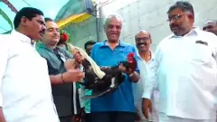 గంగమ్మకు కమ్యూనిస్టు నారాయణ కోడి నైవేద్యం