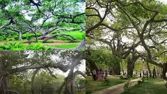 పిల్లలమర్రి సందర్శనకు ప్రపంచ సుందరీమణులు