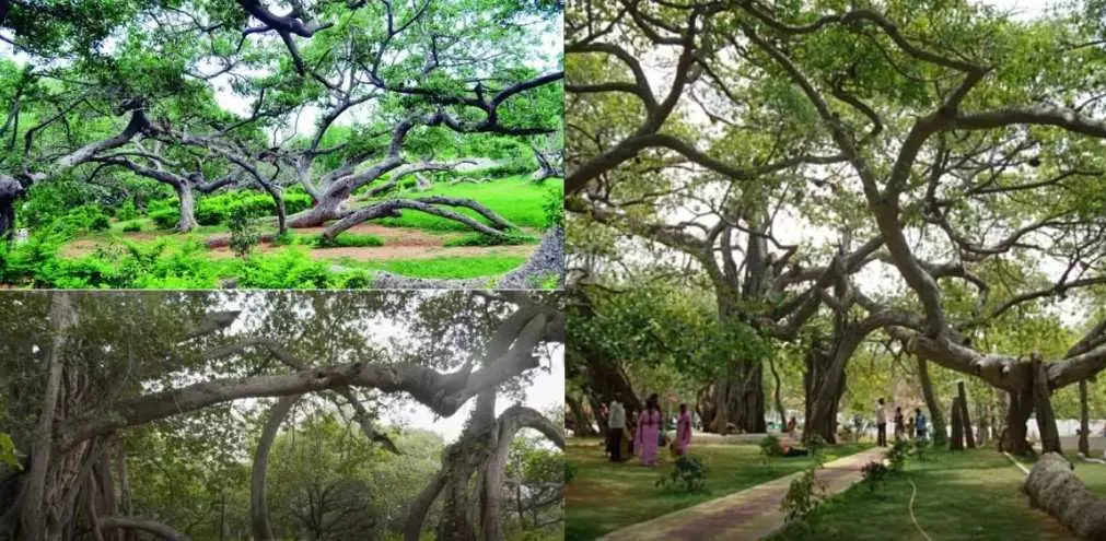 పిల్లలమర్రి సందర్శనకు ప్రపంచ సుందరీమణులు