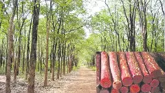 ఎర్రచందనం నిల్వల లెక్కలు సరిగా లేవనే అనుమానం సీఎం కు ఎందుకొచ్చింది?