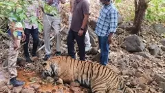 అభయారణ్యాల్లో పులుల పరిరక్షణకు చర్యలేవి? అడవిలో మరో పులి కళేబరం లభ్యం