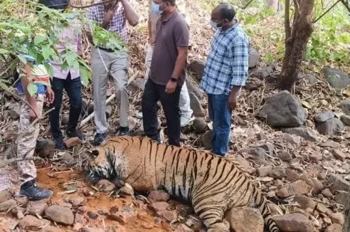 అభయారణ్యాల్లో పులుల పరిరక్షణకు చర్యలేవి? అడవిలో మరో పులి కళేబరం లభ్యం అభయారణ్యాల్లో పులుల పరిరక్షణకు చర్యలేవి? అడవిలో మరో పులి కళేబరం లభ్యం