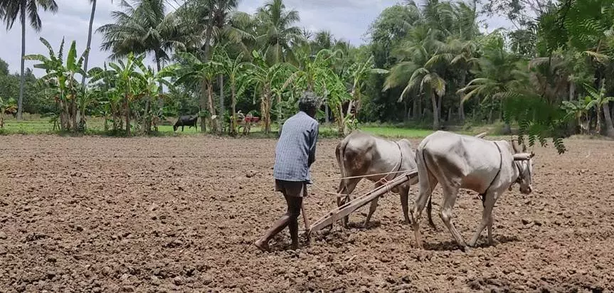 తెలంగాణలో 10 శాతం అధికంగా వర్షాలు, పెరగనున్న సాగు విస్తీర్ణం తెలంగాణలో 10 శాతం అధికంగా వర్షాలు, పెరగనున్న సాగు విస్తీర్ణం