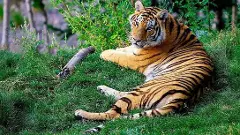 తెలంగాణల అడవుల్లోకి వస్తున్న మహారాష్ట్ర పులులు