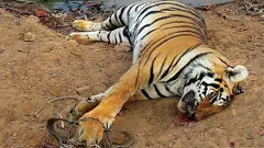 తెలంగాణ అడవుల్లో వేట మీద వేటు ‘క్యాచ్ ద ట్రాప్’