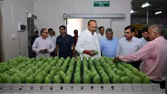 దుబాయ్‌కి తొలిసారి యూపీ దసరి మామిడి..