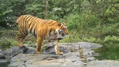 పులుల గణన కోసం తెలంగాణ అటవీఅధికారుల సన్నాహాలు