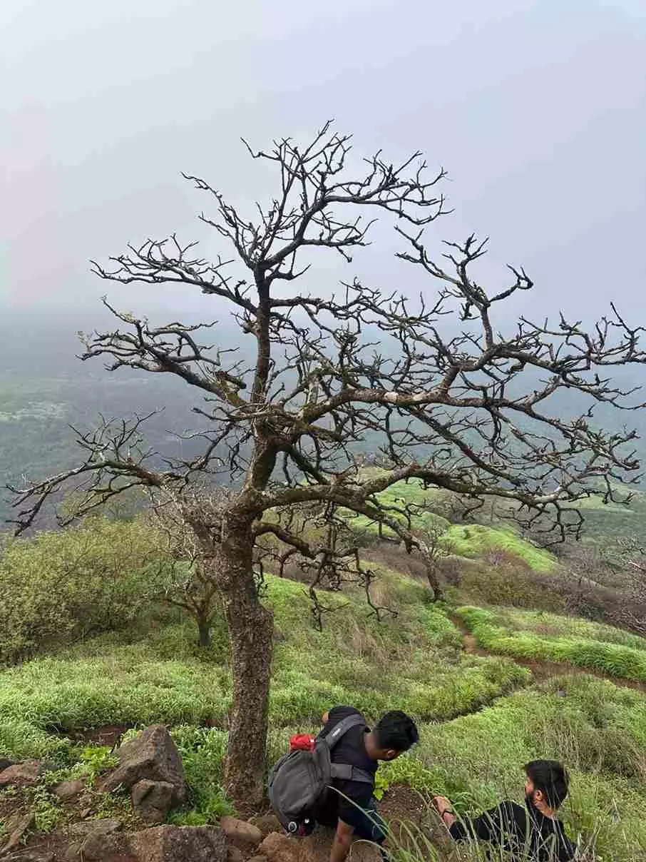 సహ్యాద్రి కొండల్లో రాజమాచి కి ట్రెక్ సహ్యాద్రి కొండల్లో రాజమాచి కి ట్రెక్