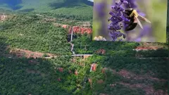 శేషాచలం అడవుల్లో అమెరికా ‘వింత’