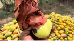 చిత్తూరు ‘తోతాపురి’ ఎందుకు చెేదెక్కింది...