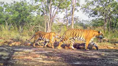 NSS టైగర్ రిజర్వ్‌ పులి సక్సెస్ స్టోరీ