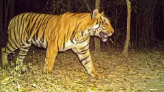 పులి సంచారంతో భయం భయం..