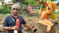 చిత్తూరు జిల్లా రైతు ఎందుకు విషాదంలో ఉన్నారు?