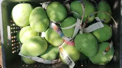 variety mango | వ్యాపారుల చుట్టూ.. చక్కర్లు కొడుతున్న మామిడి ధర