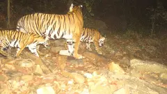 తెలంగాణ అడవుల్లో పులుల ప్రణయ గీతాలు...