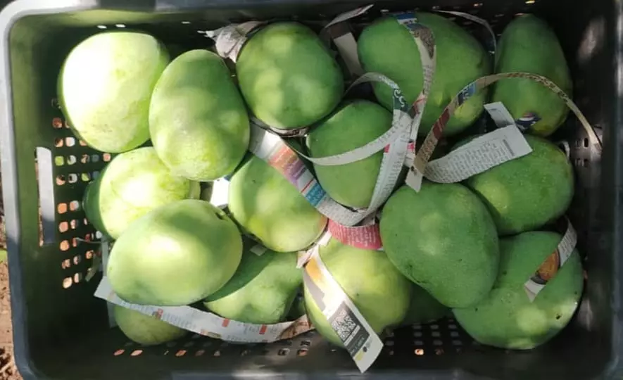 variety mango | వ్యాపారుల చుట్టూ.. చక్కర్లు కొడుతున్న మామిడి ధర