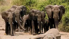 ఏనుగుల ప్రవర్తన – మానవత్వాన్ని తలపించే అనురాగం, అనుభూతి