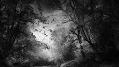 రాత్రి (కవిత)