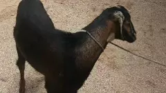 పళ్లతో మేక మెడ కొరికి బలి, పెటా ఫిర్యాదుపై పోలీసు కేసు