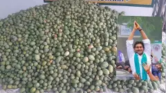 Mango price crisis || చిత్తూరులో జగన్ ఫీవర్..