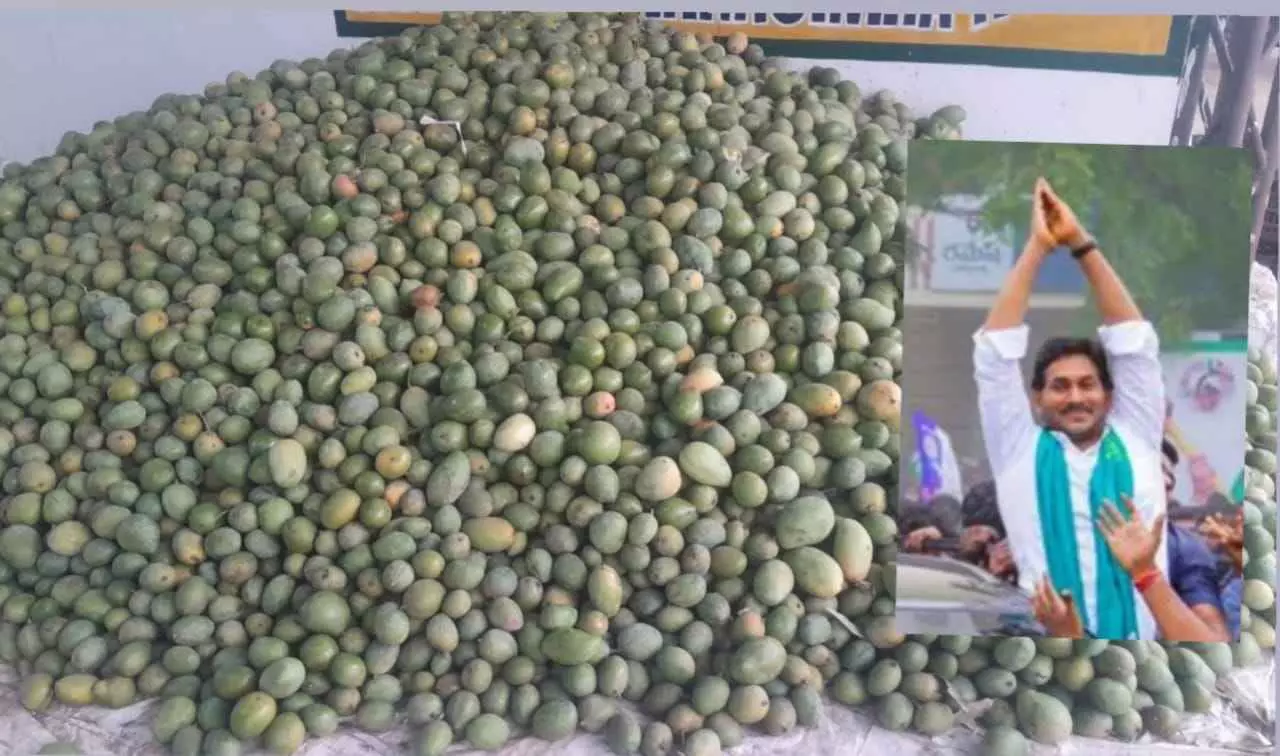 Mango price crisis || చిత్తూరులో జగన్ ఫీవర్.. Mango price crisis || చిత్తూరులో జగన్ ఫీవర్..