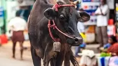 వీధుల్లో గోవులు:  నిర్లక్ష్యానికి ప్రతిబింబం