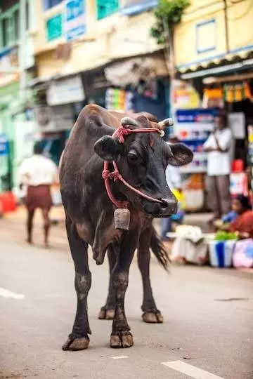 వీధుల్లో గోవులు: నిర్లక్ష్యానికి ప్రతిబింబం వీధుల్లో గోవులు: నిర్లక్ష్యానికి ప్రతిబింబం