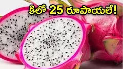 పడిపోయిన డ్రాగన్‌ ఫ్రూట్ ధర! కిలో 25 రూపాయ‌లే!