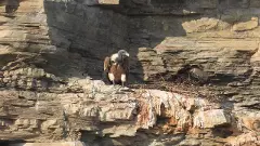 తెలంగాణలో ‘రాబందు’లకు సంరక్షణ కేంద్రం