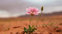 సుమ గీతం